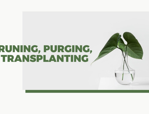 Pruning, Purging, and Transplanting